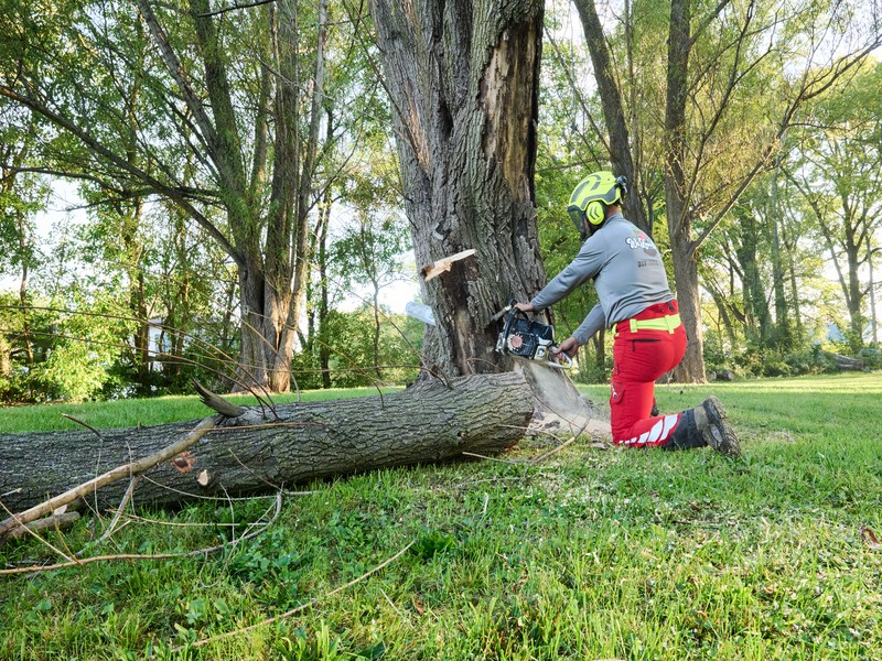 Quality Tree Trimming Services for Long-Term Tree Health
