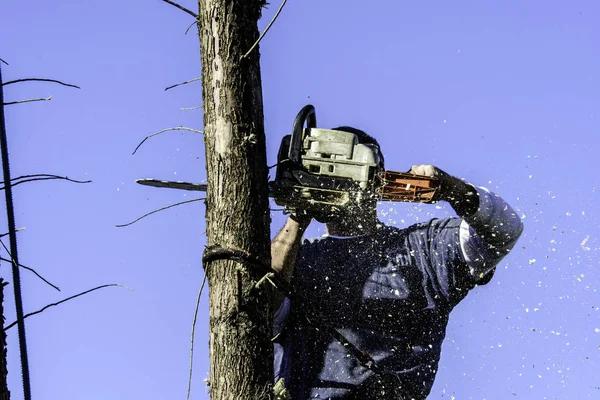 Precision Tree Trimming Auburn for Stronger Tree Growth