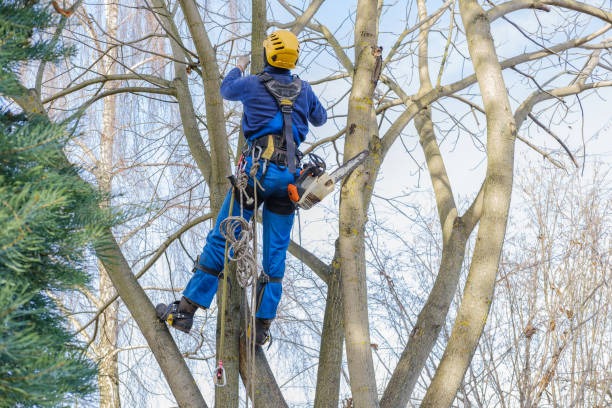 Quality Tree Trimming Services for Healthier Trees