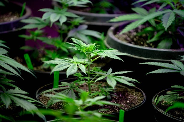Choosing Between THCA Pre Rolls and Vape Devices for Cannabis Use